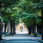 東京大學綜合圖書館前的銀杏樹