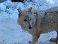 Vancouver Island Wolf at the Greater Vancouver Zoo.