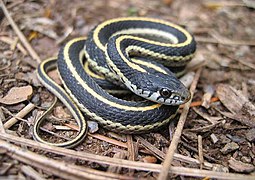 Terrestrial garter snake