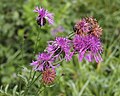 Wiesenflockenblume (am Glattkanal)