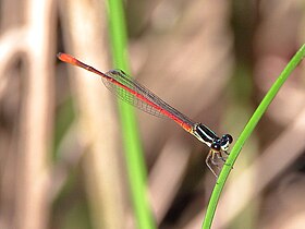 Young male