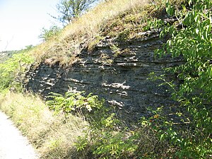 Zalishchyky bed of Lower Devonian (2).jpg