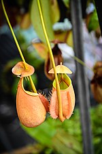 tropical pitcher plants Genus Nepenthes in thailand