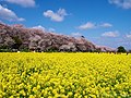 権現堂公園の桜並木と菜の花