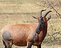 Topi no Parque Nacional do Serengeti, Tanzania