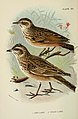 Illustration af Richard Bowdler Sharpe (1896) fra bogen A hand-book to the birds of Great Britain