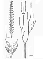 Miniatura para Adoketophyton