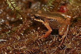 Allobates chalcopis