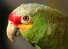 Biodiversity is an asset for ecotourism. A red-lored amazon Amazona autumnalis -upper body-8a.jpg