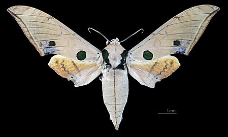 Male, dorsal view