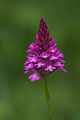 Anacamptis pyramidalis - Suisse