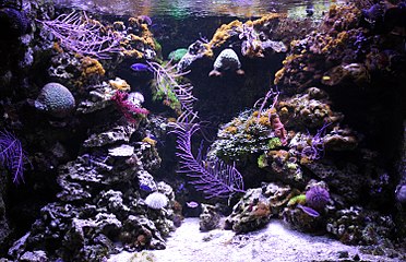 Aquarium récifal (coraux).