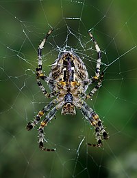 Tuunkjuuspinne (Araneus diadematus)