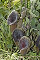 Aristolochia cretica