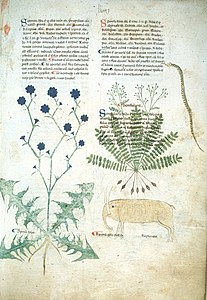 Page de manuscrit avec du texte en deux colonnes et les dessins détaillés de deux plantes : à droite sous le texte une plante à fleurs bleues à feuilles découpées étalées en rosette ; à gauche, recouvrant le second paragraphe de texte une plante à feuilles pennées finement découpées en segments dentés ; en dessous, dessin naïf d'un animal à deux longues défenses dressées verticalement, un corps massif, une trompe et des pattes grêles.