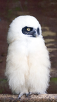 Baby spectacled owl.png