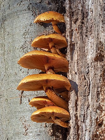 在班贝格树林中山毛榉树上的毛柄庫恩菇（Kuehneromyces mutabilis）。