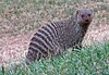 Лентов Mongoose.jpg