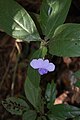 Barleria Strigosa