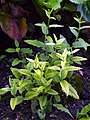 Betonica betoniciflora – mladá rostlina