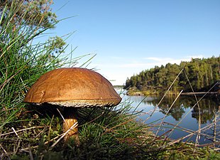 25/09: Un abró de bedoll prop del llac Saimaa (Finlàndia)