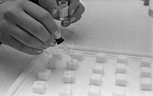 Doses of oral polio vaccine are added to sugar cubes for use in a 1967 vaccination campaign in Bonn, West Germany Bundesarchiv B 145 Bild-F025952-0015, Bonn, Gesundheitsamt, Schutzimpfung.jpg