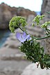 Campanula pugliese at Ciolo