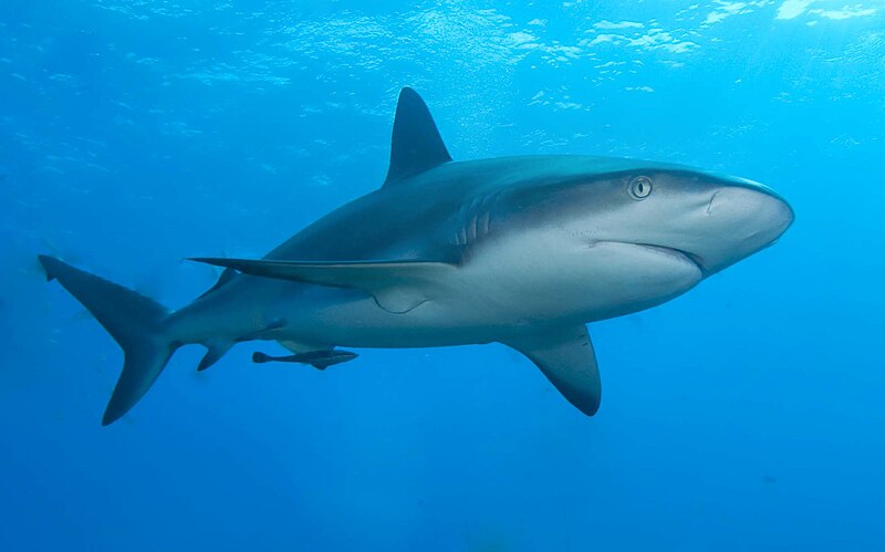 File:Caribbean reef shark.jpg