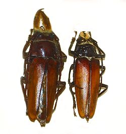 Callipogon barbatus