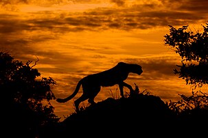 Silhouette d'un guépard (Acinonyx juvatus) se découpant en contre-jour au crépuscule, delta de l'Okavango, Botswana. (définition réelle 4 008 × 2 671)