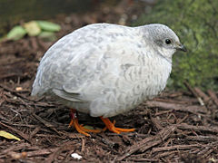 Mutation argentée