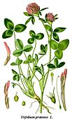 Rødkløver (Trifolium pratense) .