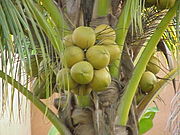 Maturing Coconuts on the palm
