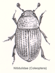 Col-nitidulidae.png