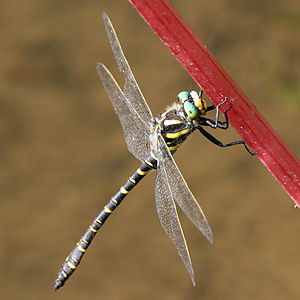 A male Golden-ringed Dragonfly (Cordulegaster ...
