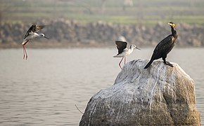 Black-winged stilts and a Cormorant at Ameenpur lake