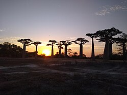 Allée des baobabs au coucher de soleil