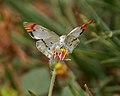 Crimson Tip Colotis danae in Hyderabad, India. Coat buttons is widely visited by butterflies.