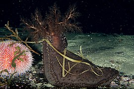 Concombre de mer du Nord (Cucumaria frondosa, ajout de DORIS)