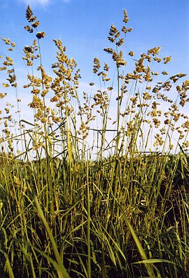 DactylisGlomerata.jpg