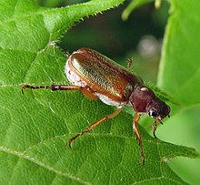 Dichelonyx linearis