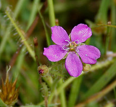 Description de l'image Drosera indica (Gawati Davbindu) in Narsghapur, AP W2 IMG 0949.jpg.