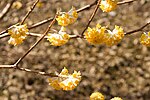 Edgeworthia chrysantha