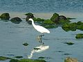 Little egret (Egretta garzetta)