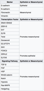Belangrijke inductoren van de epitheel-mesenchymale overgang