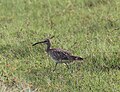 Eurasian Whimbrel at Chilika Lake, India