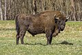 European bison