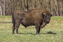 Un bisonte masculo in processo de muta