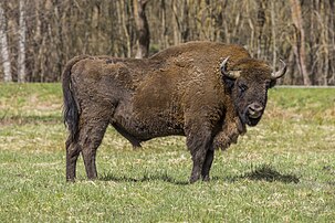 Un bison d'Europe en clairière de la forêt de Białowieża, en Podlachie. (définition réelle 5 820 × 3 880)