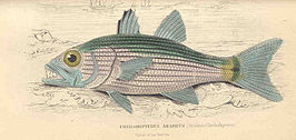 Cheilodipterus arabicus